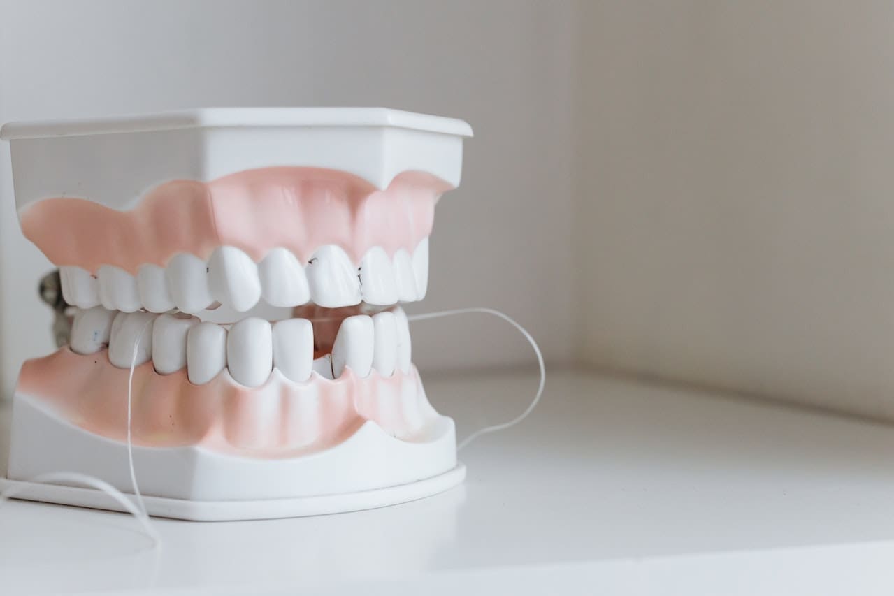 A dental model used for educational purposes.